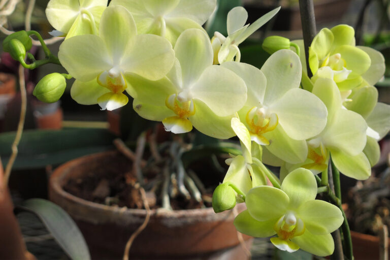 Como Plantar Orquídeas em Vaso
