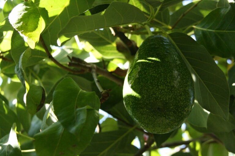 Chá de folha de abacate: benefícios e como fazer