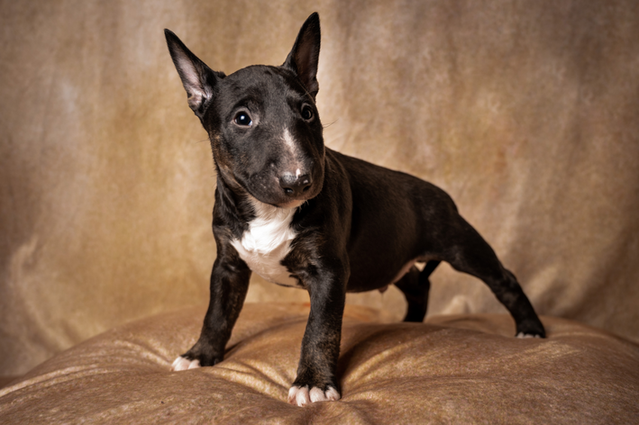 Bull Terrier: conheça um pouco dessa raça de cachorro