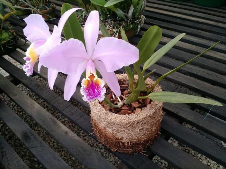 Saiba como plantar uma orquídea