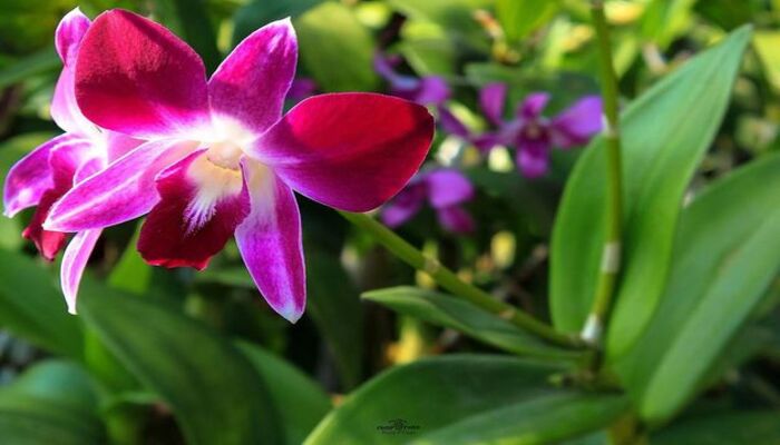 Orquídea: confira boas dicas de cuidados