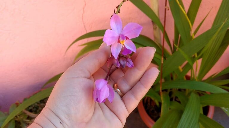 Como fazer brotos para orquídeas?