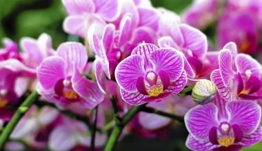 Adubo caseiro para Orquídea florescer rápido