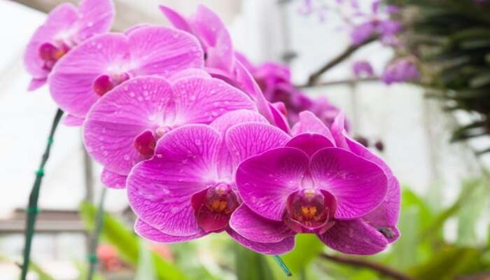 Cuidados Essenciais com as Orquídeas: confira