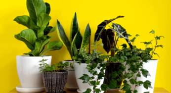 Veja o local ideal para colocar cada planta em sua casa