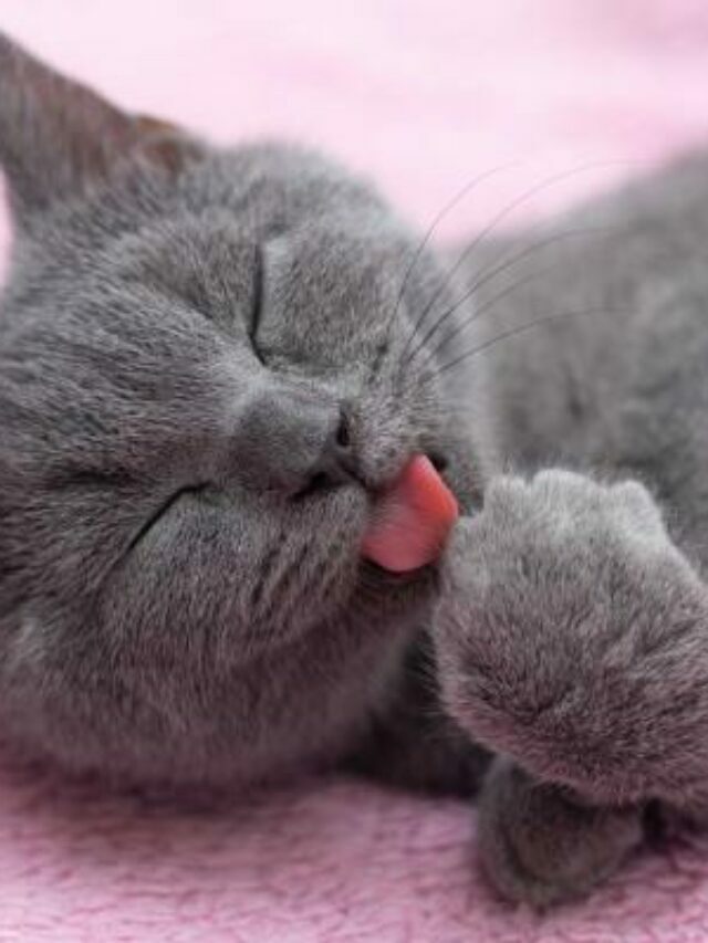Porque os gatos se limpam com a língua? Confira